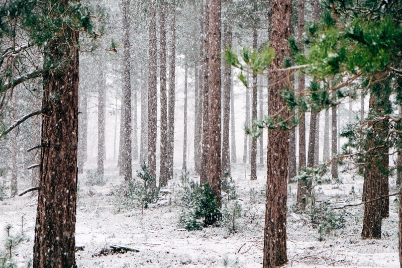 Snö i skog